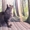 Котята породы мейн-кун из питомника - <ro>Изображение</ro><ru>Изображение</ru> #2, <ru>Объявление</ru> #1722234
