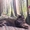 Котята породы мейн-кун из питомника - <ro>Изображение</ro><ru>Изображение</ru> #5, <ru>Объявление</ru> #1722234