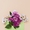 Букети хризантем з доставкою від крамниці квітів “Flowers Story” у Запоріжжі - <ro>Изображение</ro><ru>Изображение</ru> #2, <ru>Объявление</ru> #1743834