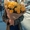 Коли відстань - не проблема: замовлення квітів з доставкою онлайн у Запоріжжі