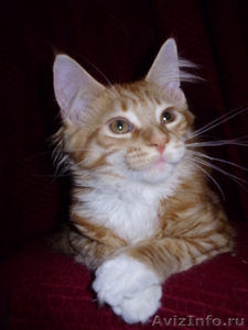 Мейн кун-ские коты-необычайной красоты - <ro>Изображение</ro><ru>Изображение</ru> #3, <ru>Объявление</ru> #23483