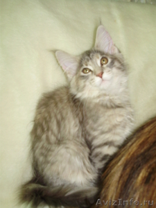 Мейн кун-ские коты-необычайной красоты - <ro>Изображение</ro><ru>Изображение</ru> #4, <ru>Объявление</ru> #23483