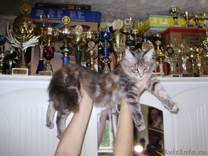 Мейн кун-ские коты-необычайной красоты - <ro>Изображение</ro><ru>Изображение</ru> #5, <ru>Объявление</ru> #23483