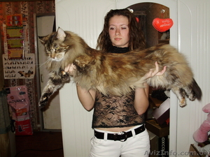 Мейн кун-ские коты-необычайной красоты - <ro>Изображение</ro><ru>Изображение</ru> #1, <ru>Объявление</ru> #23483