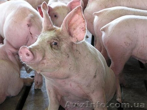 Мясо свинины оптом отечественного производства - <ro>Изображение</ro><ru>Изображение</ru> #1, <ru>Объявление</ru> #67994