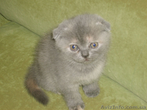 Продам шотландские вислоухие котята - <ro>Изображение</ro><ru>Изображение</ru> #1, <ru>Объявление</ru> #98428