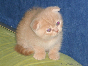 Продам шотландские вислоухие котята - <ro>Изображение</ro><ru>Изображение</ru> #2, <ru>Объявление</ru> #98428