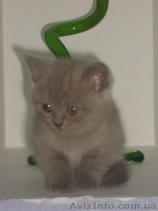 Продам шотландские вислоухие котята - <ro>Изображение</ro><ru>Изображение</ru> #3, <ru>Объявление</ru> #98428