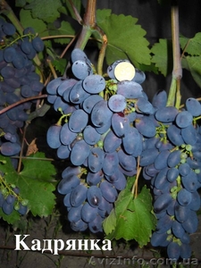 продам саженцы винограда - <ro>Изображение</ro><ru>Изображение</ru> #1, <ru>Объявление</ru> #152771