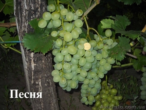 продам саженцы винограда - <ro>Изображение</ro><ru>Изображение</ru> #2, <ru>Объявление</ru> #152771