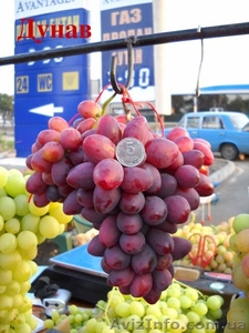 продам саженцы винограда - <ro>Изображение</ro><ru>Изображение</ru> #4, <ru>Объявление</ru> #152771