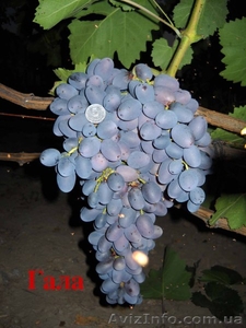 продам саженцы винограда - <ro>Изображение</ro><ru>Изображение</ru> #5, <ru>Объявление</ru> #152771