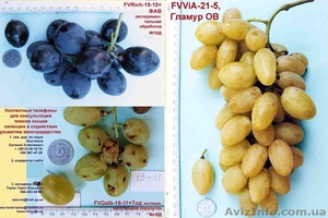 Обменяем новые устойчивые г.ф. винограда - <ro>Изображение</ro><ru>Изображение</ru> #1, <ru>Объявление</ru> #193807