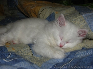 Белый и пушистый котёнок в хорошие руки!!!  - <ro>Изображение</ro><ru>Изображение</ru> #1, <ru>Объявление</ru> #315661