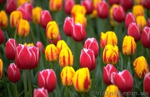 Луковица тюльпанов для выгонки из Голландии - <ro>Изображение</ro><ru>Изображение</ru> #1, <ru>Объявление</ru> #367508