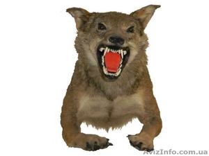 Чучело волка_чучело