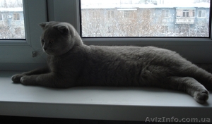 Крупный котик шотландский вислоухий  - <ro>Изображение</ro><ru>Изображение</ru> #3, <ru>Объявление</ru> #487451