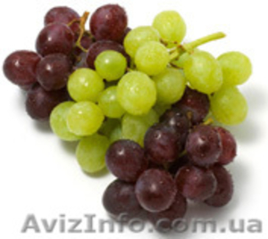 Продам саженцы винограда элитных сортов от 15 грн./шт. - <ro>Изображение</ro><ru>Изображение</ru> #1, <ru>Объявление</ru> #532162
