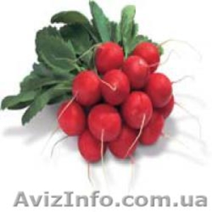 семена сора сакса