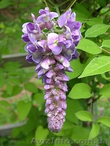  Глициния (wisteria floribunda),  саженцы.