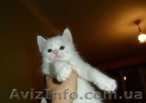 шотландские котята вислоухие,  хайленд,  страйт
