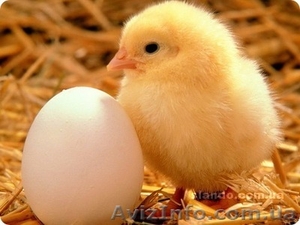 Птицефабрика,  продажа или аренда бизнеса