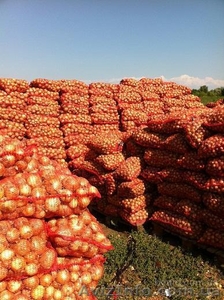 Продам 400 тонн хорошего лука 2012 г. сорт Ранко - <ro>Изображение</ro><ru>Изображение</ru> #1, <ru>Объявление</ru> #767606