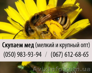 Покупаем пчелиный мед крупным и мелким оптом в Запорожье - <ro>Изображение</ro><ru>Изображение</ru> #1, <ru>Объявление</ru> #829440