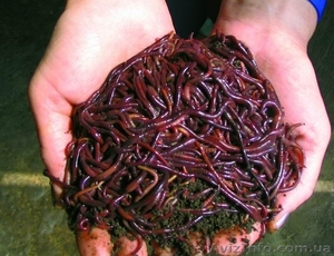 продам красных калифорнийских червей - <ro>Изображение</ro><ru>Изображение</ru> #1, <ru>Объявление</ru> #845114
