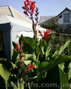 продам саженцы клубники frigo, малины, ежевики из Европы