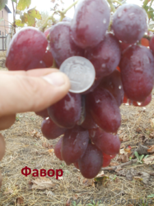 Cаженцы и черенки винограда - <ro>Изображение</ro><ru>Изображение</ru> #8, <ru>Объявление</ru> #841013