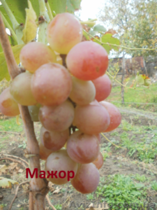 Cаженцы и черенки винограда - <ro>Изображение</ro><ru>Изображение</ru> #9, <ru>Объявление</ru> #841013