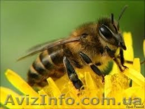 Пчелопакеты, пчелосемьи и перга - <ro>Изображение</ro><ru>Изображение</ru> #1, <ru>Объявление</ru> #854154