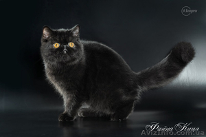 Котята экзоты питомник купить 