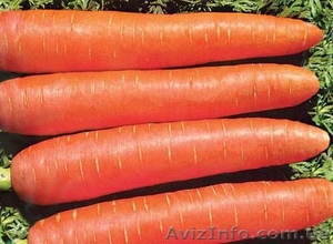 морковь сорта Витаминная - <ro>Изображение</ro><ru>Изображение</ru> #1, <ru>Объявление</ru> #950824