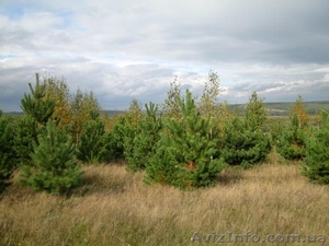 Живые елки и сосны, оптовая продажа - <ro>Изображение</ro><ru>Изображение</ru> #1, <ru>Объявление</ru> #967244