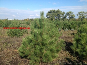Сосны и елки оптом из Днепропетровска