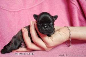 Щенки грифона. Мальчик и девочки. 