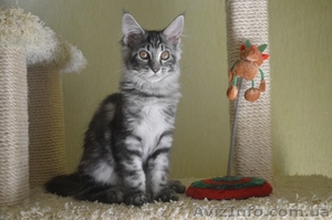Потрясающие котята мейн-куна Amerkun - <ro>Изображение</ro><ru>Изображение</ru> #1, <ru>Объявление</ru> #990864
