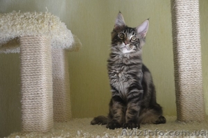 Потрясающие котята мейн-куна Amerkun - <ro>Изображение</ro><ru>Изображение</ru> #2, <ru>Объявление</ru> #990864