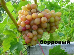 Саженцы и черенки винограда - <ro>Изображение</ro><ru>Изображение</ru> #4, <ru>Объявление</ru> #1029066