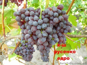 Саженцы и черенки винограда - <ro>Изображение</ro><ru>Изображение</ru> #7, <ru>Объявление</ru> #1029066