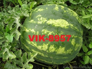 Семена арбуза посевной - <ro>Изображение</ro><ru>Изображение</ru> #1, <ru>Объявление</ru> #1031302