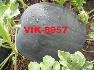 Семена арбуза посевной - <ro>Изображение</ro><ru>Изображение</ru> #3, <ru>Объявление</ru> #1031302