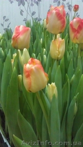 Срез тюльпана к 8 марта,гиацинт, крокус - <ro>Изображение</ro><ru>Изображение</ru> #4, <ru>Объявление</ru> #828053