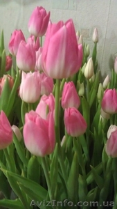 Срез тюльпана к 8 марта,гиацинт, крокус - <ro>Изображение</ro><ru>Изображение</ru> #3, <ru>Объявление</ru> #828053