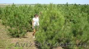 Елка новогодняя из питомника