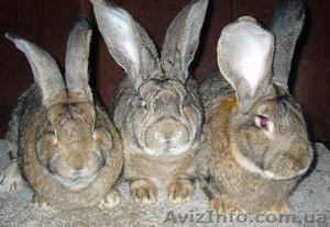 Продам кроликов породы фландер - <ro>Изображение</ro><ru>Изображение</ru> #1, <ru>Объявление</ru> #1203216