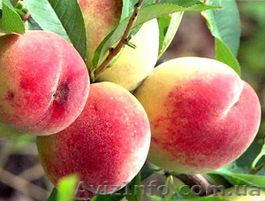 Продам саженцы фруктовых деревьев - <ro>Изображение</ro><ru>Изображение</ru> #4, <ru>Объявление</ru> #1130040