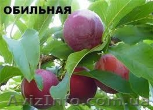 Продам саженцы фруктовых деревьев - <ro>Изображение</ro><ru>Изображение</ru> #3, <ru>Объявление</ru> #1130040